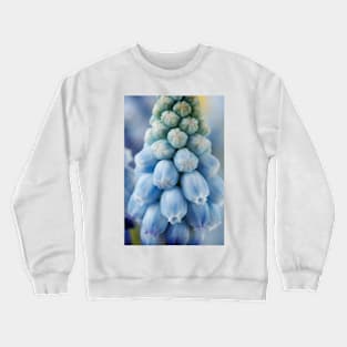 Muscari armeniacum  &#39;Valerie Finnis&#39;  Grape hyacinth Crewneck Sweatshirt